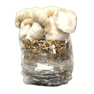 Jack Frost Paddo Grow Kit