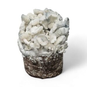 True Albino Teacher Paddo Grow Kit